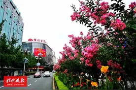 莫道花无百日红！满城紫薇盛开，惊艳了桂林街道图片
