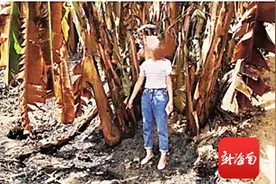 三亚一女子点火烧杂草 风势太大烧了自家香蕉林图片