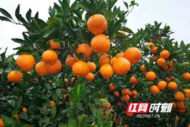 洞口雪峰蜜桔：与总理结缘的舌尖美味图片