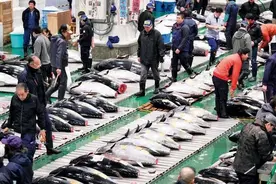 海外海鲜市场怎么管？在日本不能徒手处理海鲜，想在德国卖鱼先培训三年图片