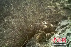 甘肃肃北拍摄到暗腹雪鸡产卵过程 出壳小雪鸡呆萌可爱图片