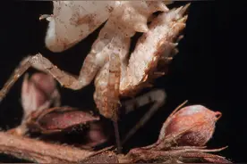 「生物多样性百科」节肢动物·索氏角胸螳：我是一只有“味道”的螳螂图片