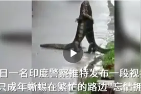 两只蜥蜴路边“忘情相拥”，蜥蜴的生活竟这么热血图片