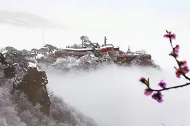 到妙峰山踏雪寻“玫”：种植历史千年，金顶高山玫瑰可赏可食图片