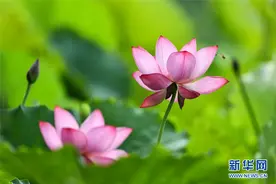 荷花才展红颜色 早有蜜蜂来采蜜图片