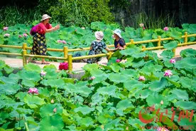 这个夏天，相约番禺莲花山看全国荷花展图片