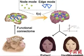 中国科学家新研究解析人类自闭症和强迫症的神经环路机制图片