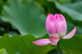雨打荷花别样美图片