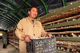 鹌鹑养殖图片