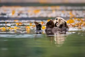 海獭贝类，孰轻孰重——新模型评估物种恢复生态效益图片
