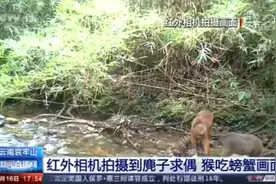 红外相机首次拍到猴子翻开石头找螃蟹吃，网友：第一只吃螃蟹的猴子？图片