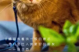 看过《流浪猫鲍勃》吗？它的主角回喵星了图片
