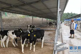 云南寻甸：奶牛养殖助农民脱贫增收图片