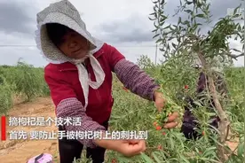 走向我们的小康生活丨快来看，万亩枸杞这样采摘视频封面
