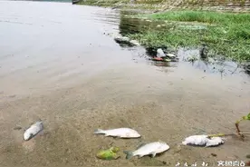 泰安牟汶河双管子河段，上百条死鱼河上漂图片
