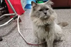 价值8000余元“布偶猫”走失 警民联动迅速寻回图片