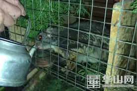 华州区高塘镇：荷塘社区的“致富宝”飞鼠图片