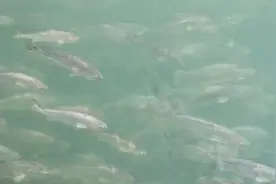一生只为大黄鱼，他让濒危鱼成养殖水产视频封面