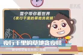 夜行千里的草地贪夜蛾视频封面