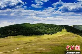“黄土不露脸”让绿色更浓 山西推进草原生态保护修复图片