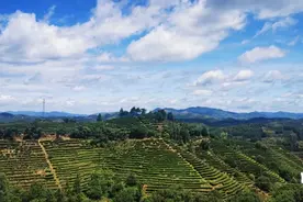 广东省农科院茶叶研究所指导组到兴宁力量农业公司调研指导图片