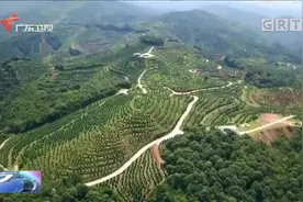 梅州：强化产业扶贫 决战决胜脱贫攻坚视频封面