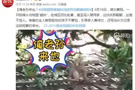 俺老孙来也！动物园猕猴越狱闯进民宅翻箱倒柜图片