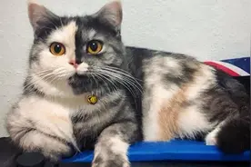 泰国“双面猫”走红，正面半灰半白小肉脸超神奇图片