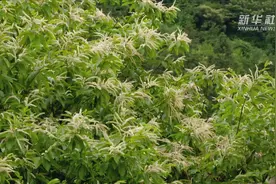 湖南蓝山：板栗花开映梯田视频封面