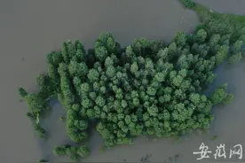 组图）合肥董铺水库湿地有个“鹭鸟天堂”图片