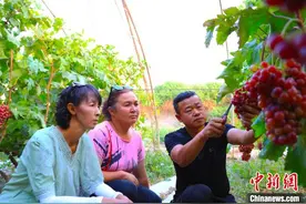 新疆托克逊县：“牛奶葡萄”串起致富梦图片