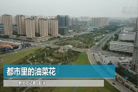 都市里的油菜花视频封面
