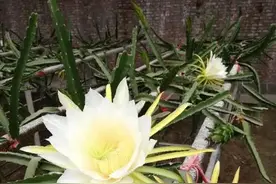 北京的火龙果开花坐果啦！请注意这几点！图片