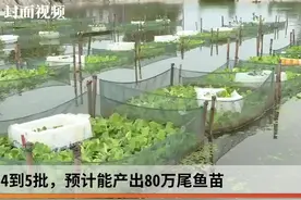 四川首批全人工规模化繁孵黄鳝苗种在宜宾江安培育成功视频封面