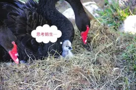 雁儿湾艺术区首只小天鹅破壳而出图片