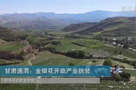 甘肃通渭：金银花开助产业扶贫视频封面