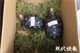 陆龟、鬣蜥、雨林蜘蛛……苏州吴江警方查获一批濒危野生动物图片