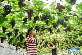 河北滦州：果蔬种植鼓起农民“钱袋子”图片