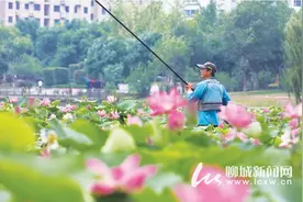 聊城徒骇河千亩莲湖荷花盛开图片