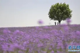 沙漠花海图片
