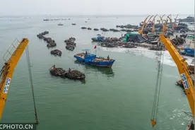 山东荣成：海带抢收忙图片