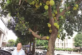 木菠萝树挂果多 绿化工人“拆弹”忙图片