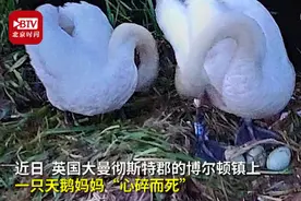 英国十几岁男孩向天鹅蛋投掷石块，蛋被砸碎老公离家，天鹅妈妈心碎而死图片