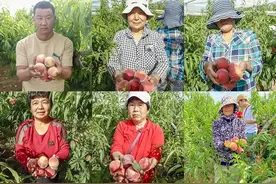 陕西200万斤水蜜桃盼销路！5斤仅19.8元包邮，恳请转发助力图片