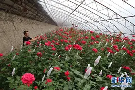 辽宁辽中：玫瑰种植富农家图片