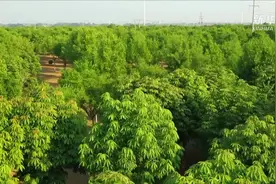 河北：“绿色银行”助力脱贫攻坚视频封面