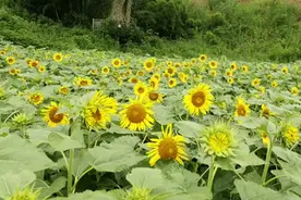免费入场！义乌花谷梯田的向日葵花海太震撼，快来打卡图片