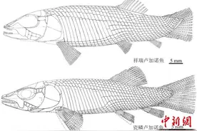 中国科学家在贵州发现2.4亿年前卢加诺鱼化石 系亚洲首现图片