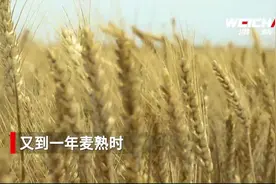 一对农机手父子与潍柴的故事图片