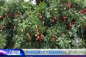 荔乡佳品仙进奉上市 七月初品尝最美味视频封面